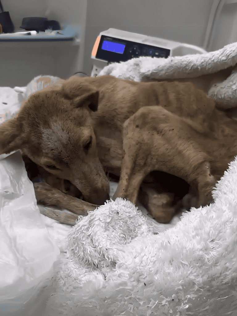 Adorable dog receiving veterinary care at shelter.