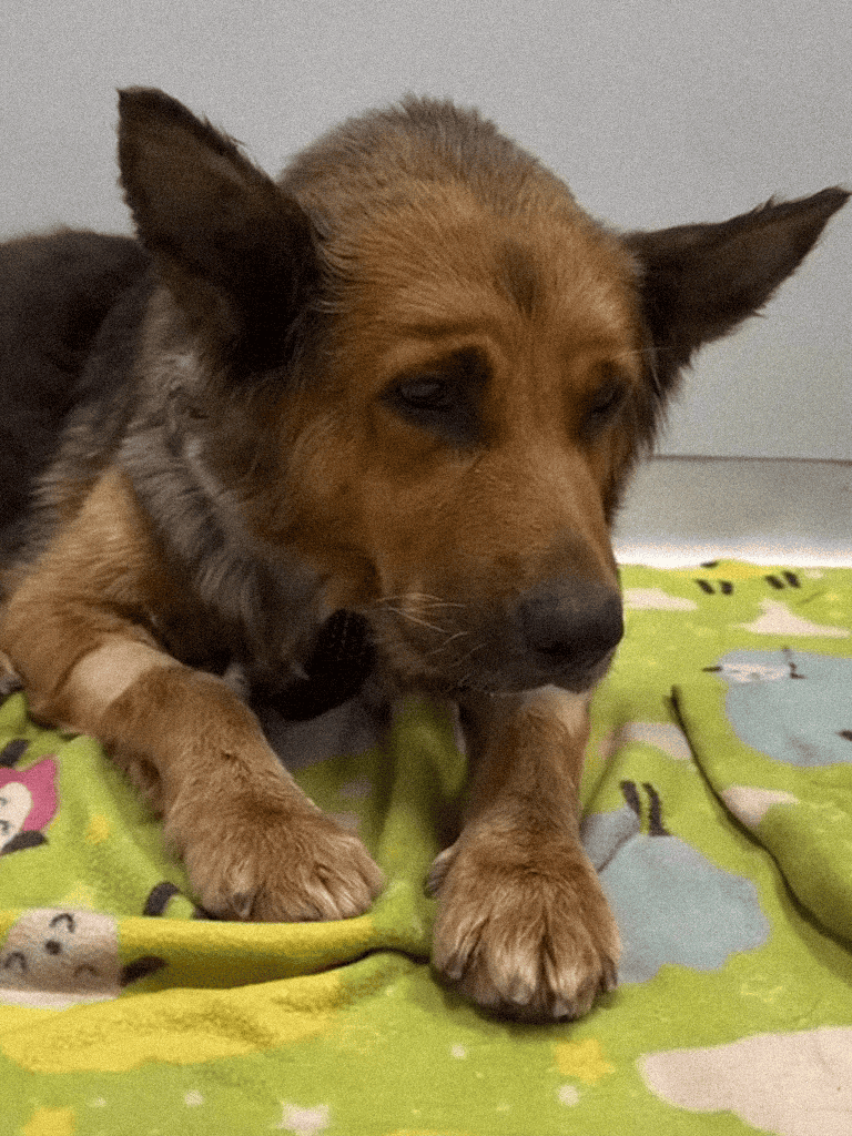 Dog lying on a colorful blanket with animal prints, showing a calm and gentle expression.