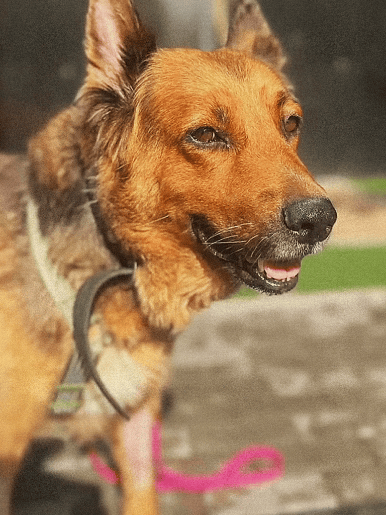 Happy dog with a joyful expression outdoors.