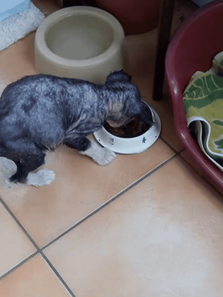 Adorable puppy enjoying pet food from bowl, perfect for dog care and pet feeding needs.
