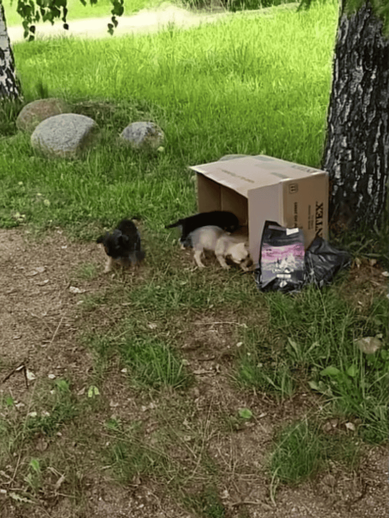 Adorable puppies playing near a makeshift shelter outside in a grassy area.