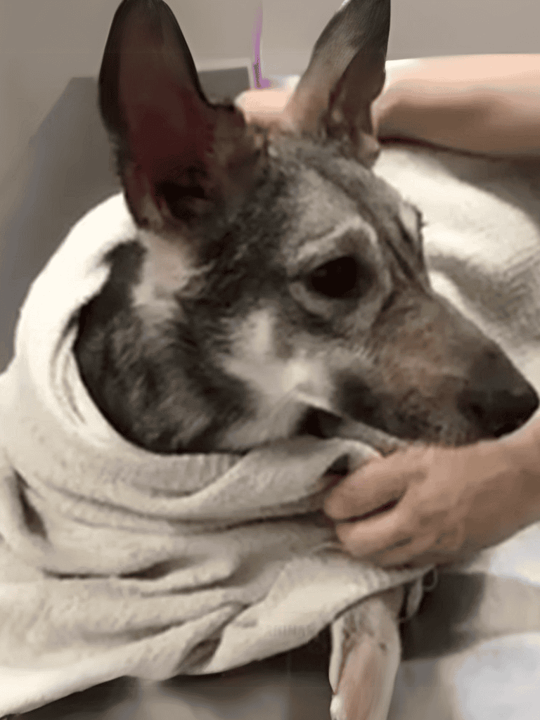 Adorable dog cozy in a white blanket, calm and relaxed, ready for comfort.