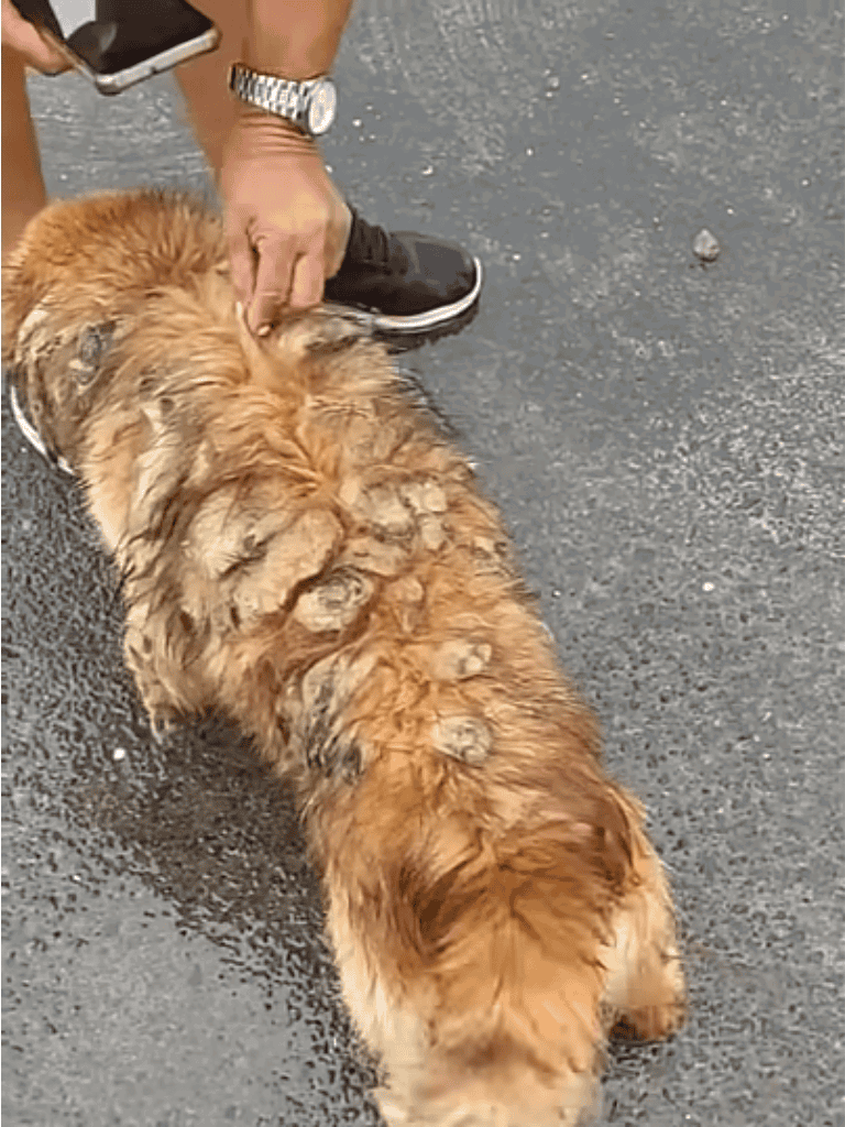 Dog fixing, grooming, and pet care services.