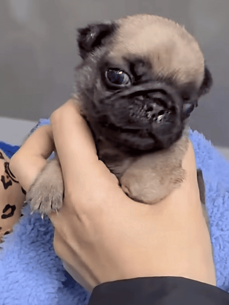 Pug puppy being held with care, showing adorable, small dog with distinct wrinkles and expressive eyes.