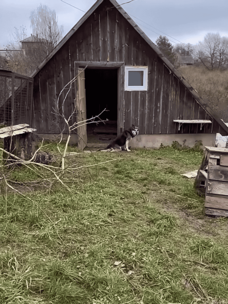 Rustic wooden doghouse outdoor shelter with Siberian Husky sitting outside, ideal for pet safety and outdoor comfort.