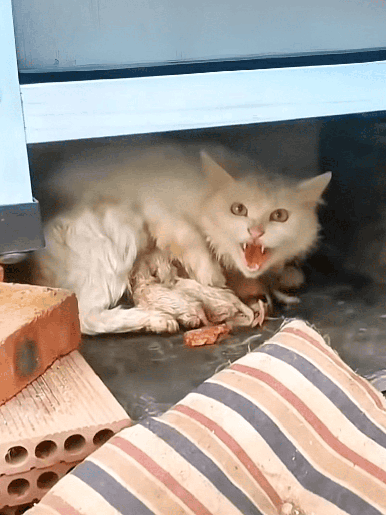 Adorable angry cat protecting a kitten in a cozy home setting.