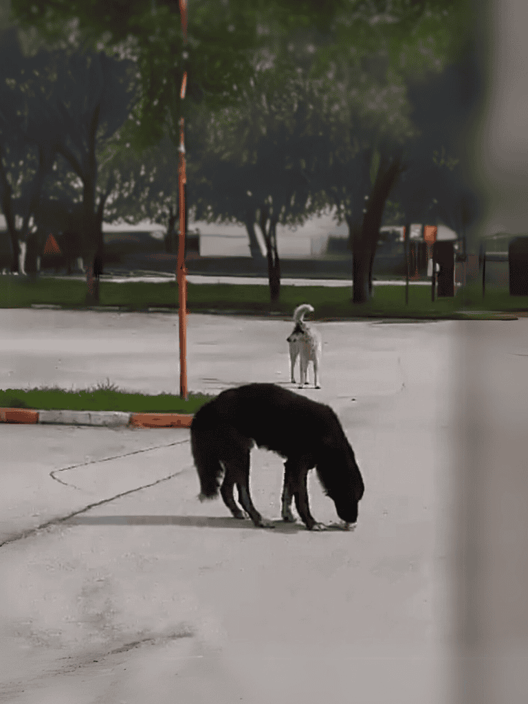 Dog walking in park with dog leash, green grass and trees background.