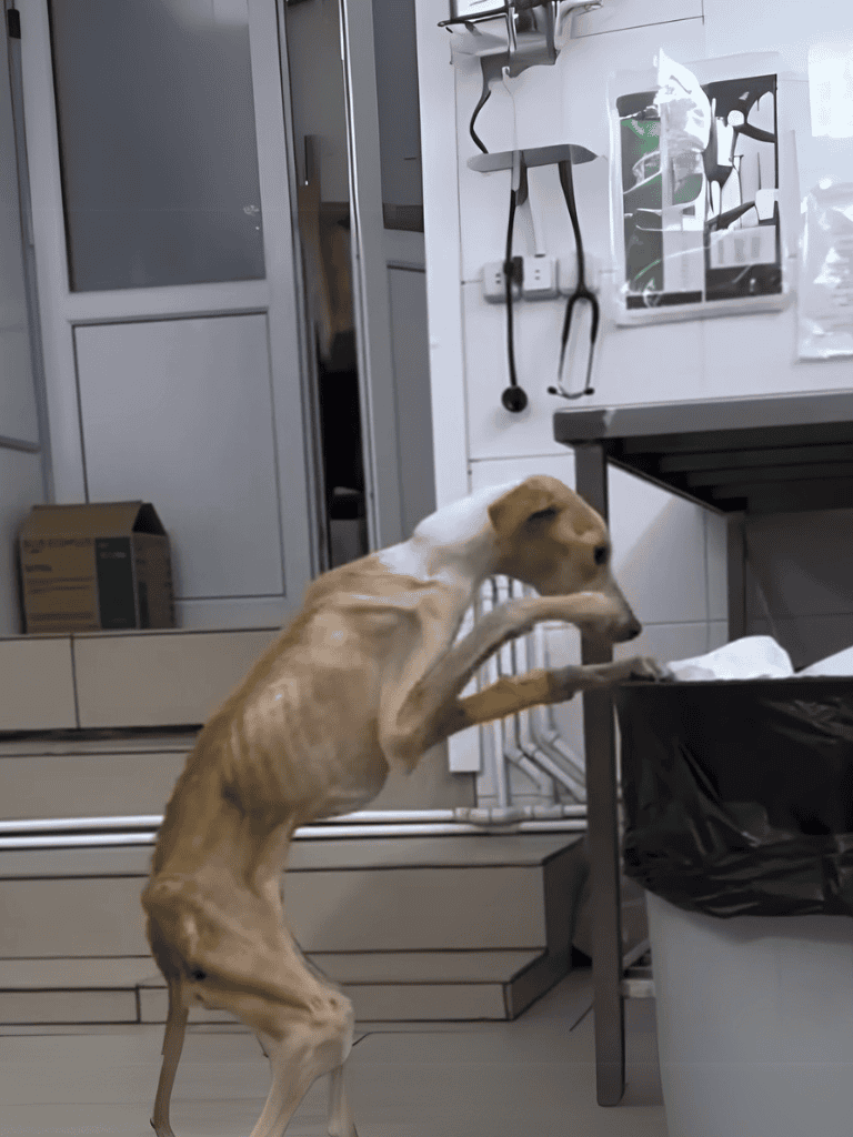 Dog waiting for food at vet clinic.