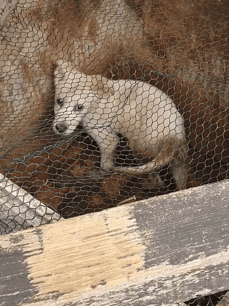 Adorable Siberian Husky puppy behind chicken wire enclosure in rustic setting.