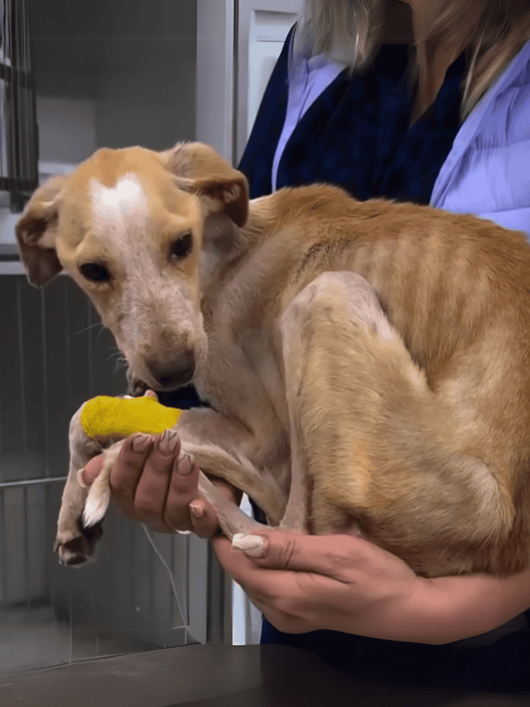 Adorable dog at vet holding a yellow toy.
