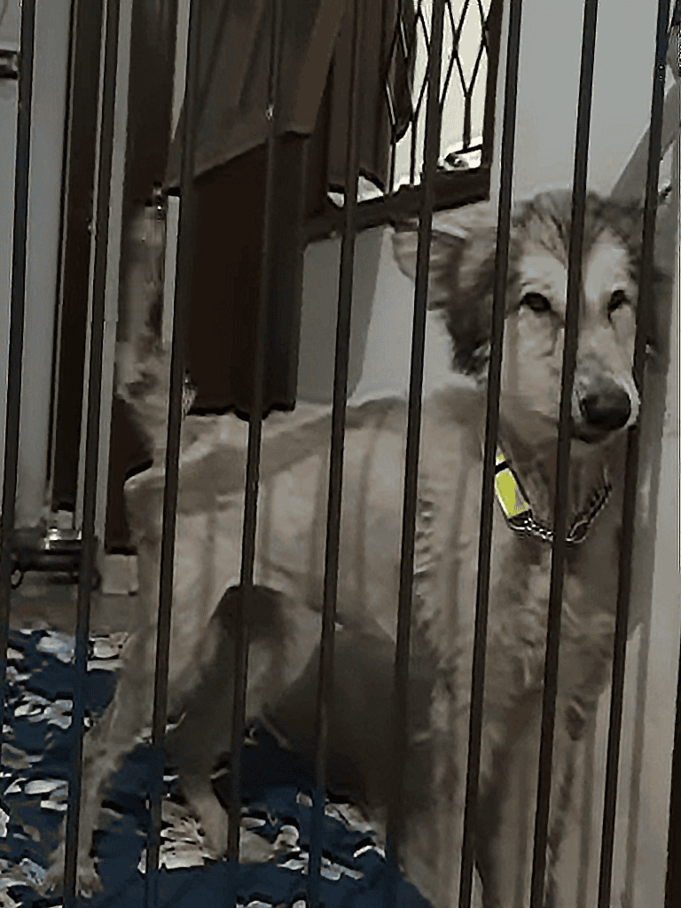 Dog confinement with a Siberian husky and a small kitten inside a secure metal cage.