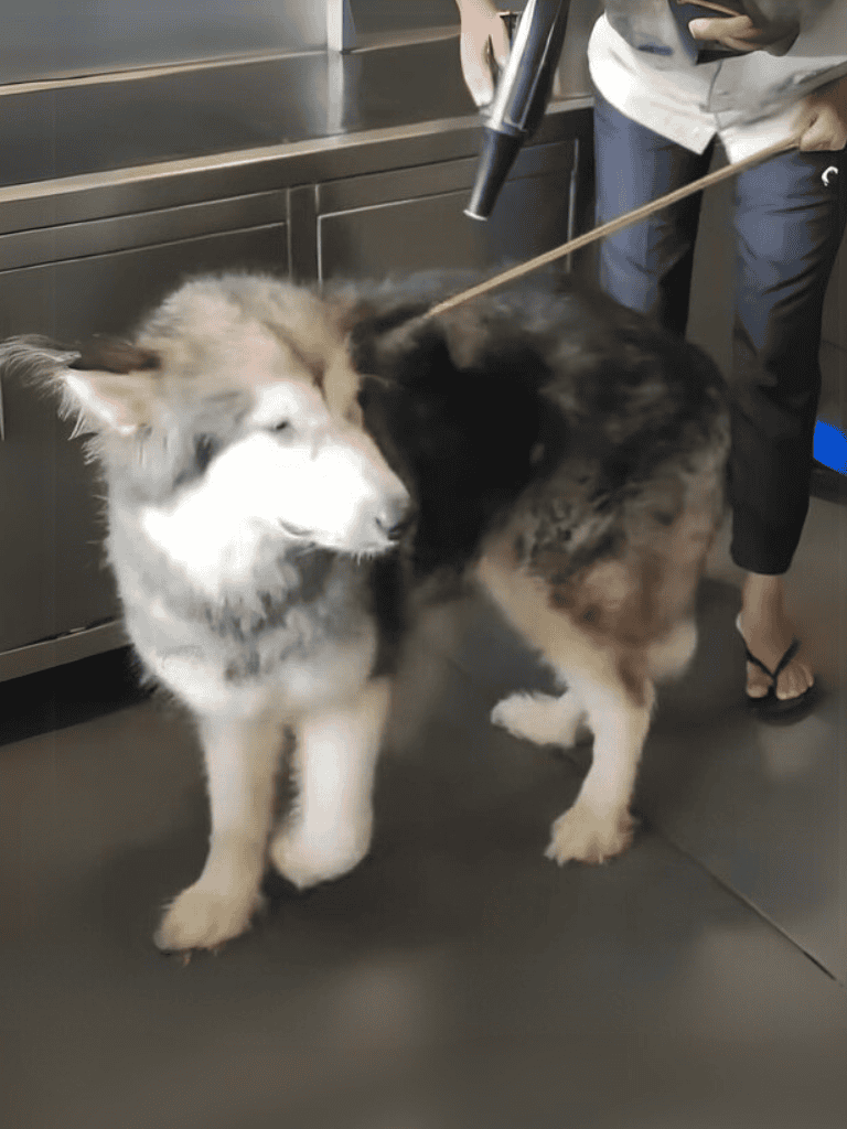 Close-up of two huskies during grooming, one freshly washed and the other waiting.