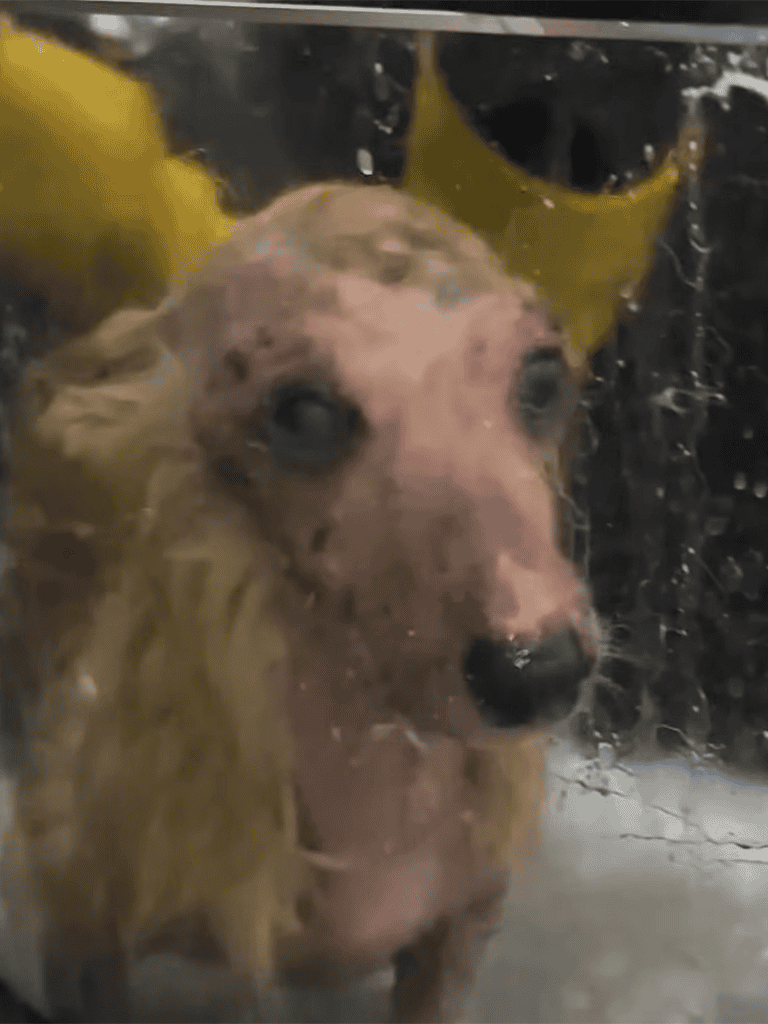 Dog being bathed with water, shampoo, and a yellow shower attachment for grooming and cleaning.