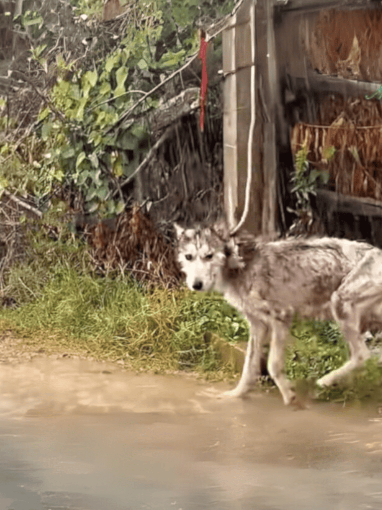 Husky and dog standing on dirt path amid grass and foliage, outdoor setting, natural environment.