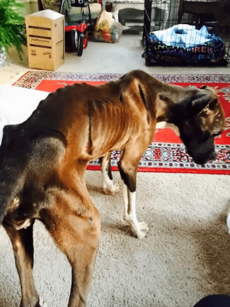Adorable dogs relaxing indoors on a colorful rug, surrounded by household items.