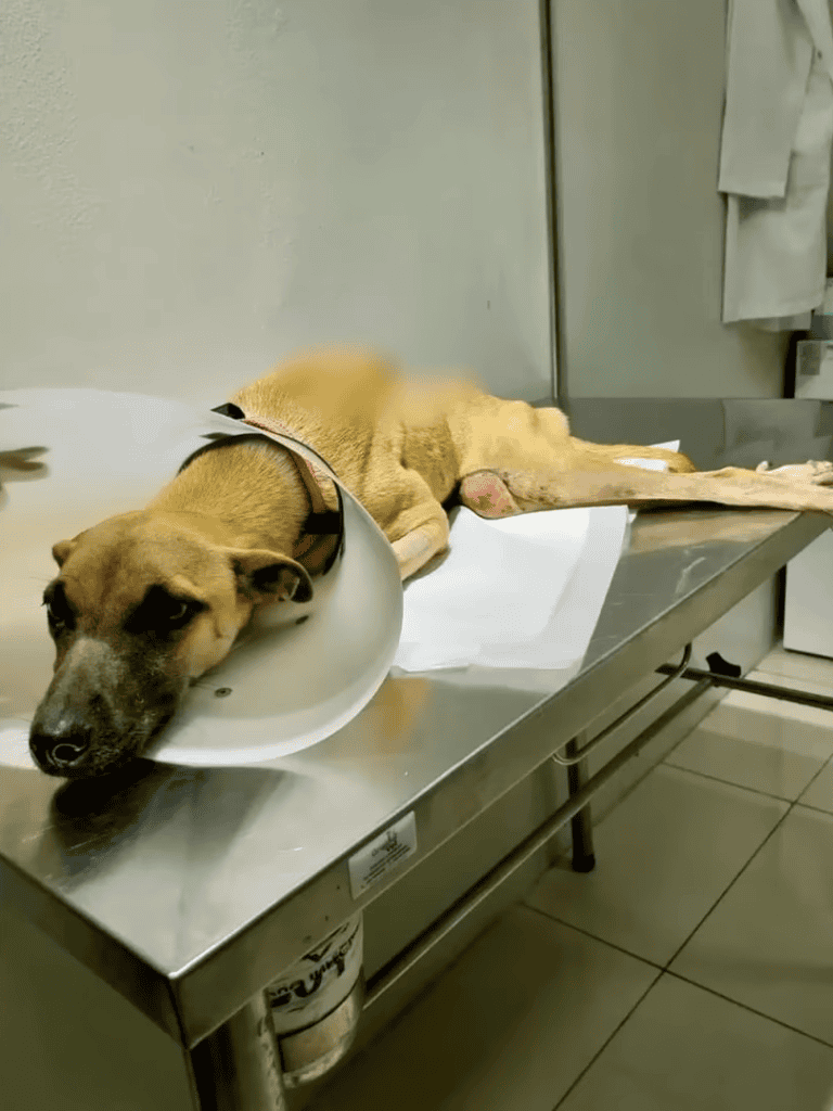 Dog lying on stainless steel table with cone collar, resting after operation.