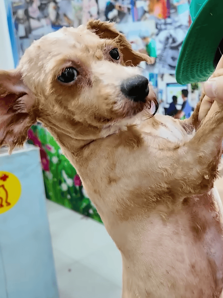 Adorable dog being held at pet store, looking curiously at the camera with big eyes, in a colorful shopping environment.