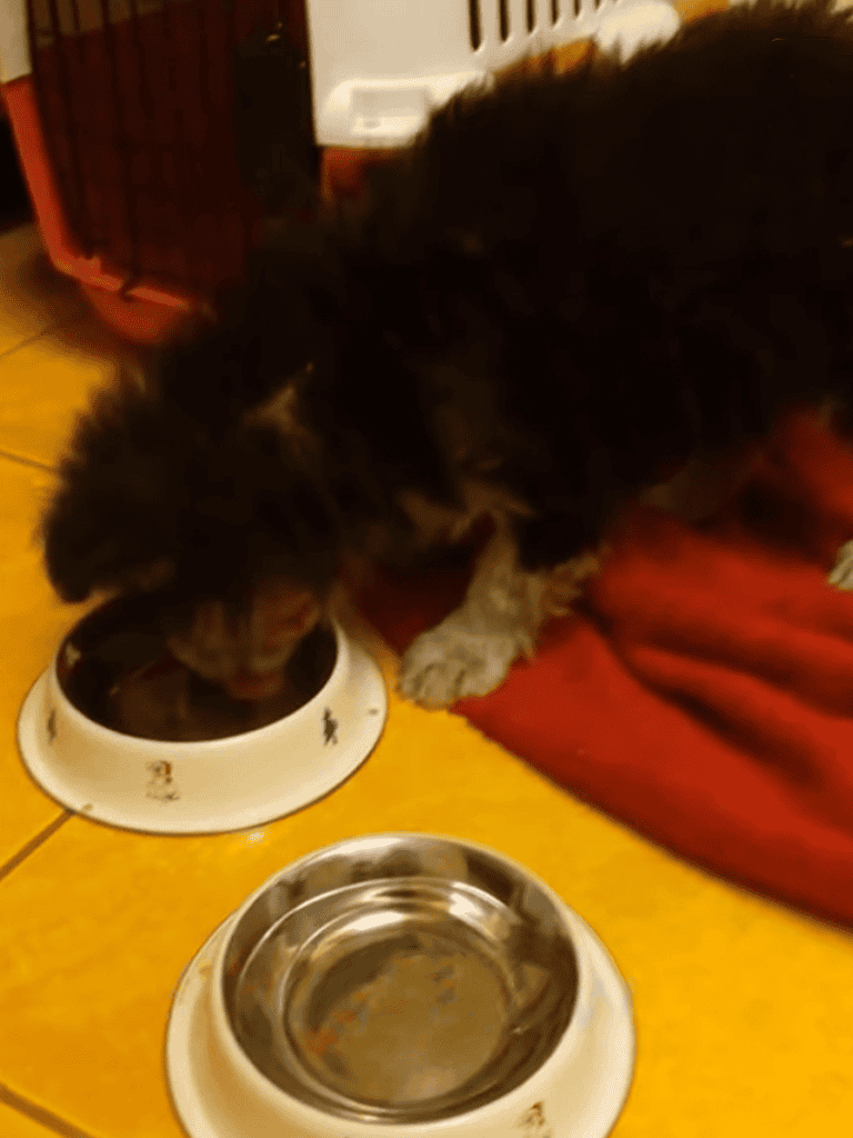 Cute puppy enjoying meal at home, dog food and water bowls on tile floor.