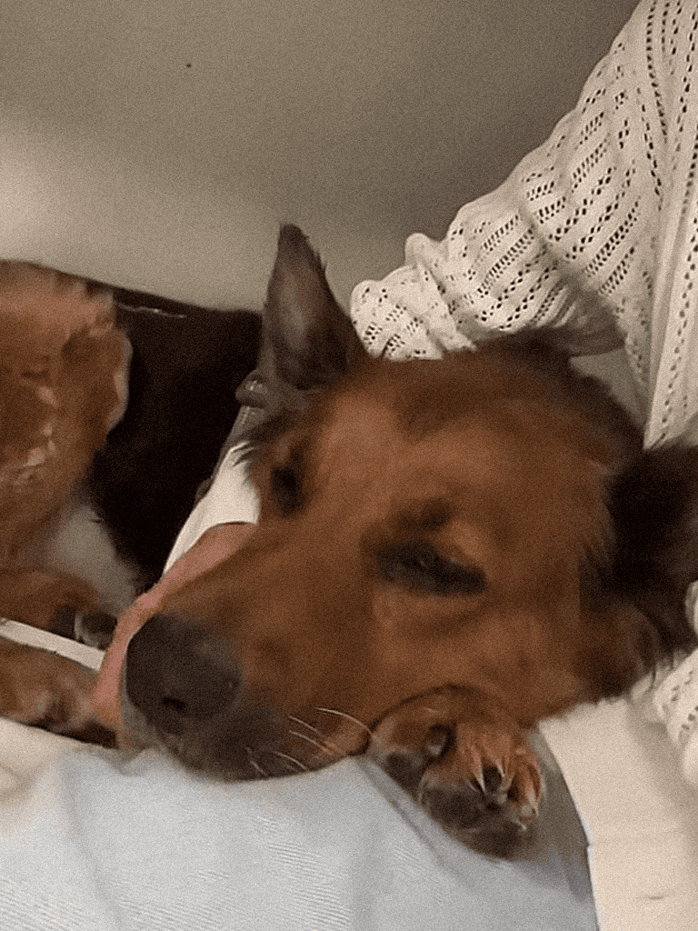 Adorable dog resting on owner's lap, showing love and relaxation.