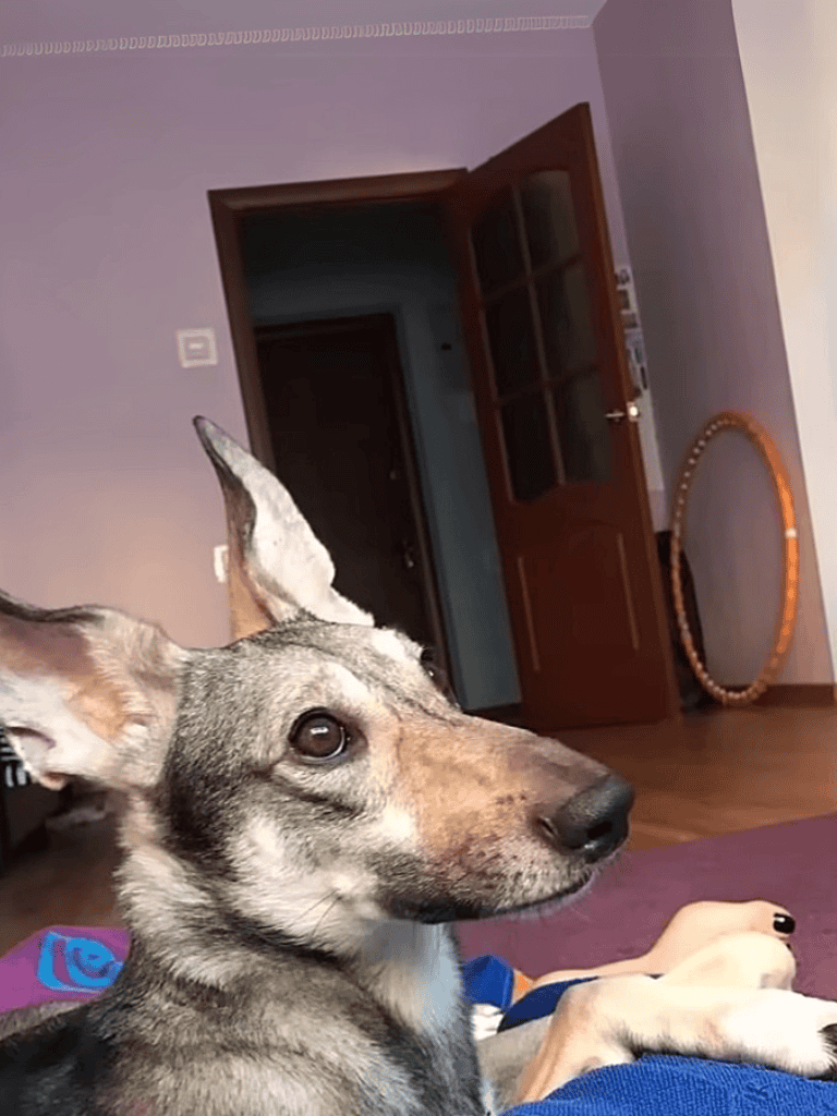 Dogfix.com provides expert dog grooming, bathing, and care services to keep your pet healthy and happy.