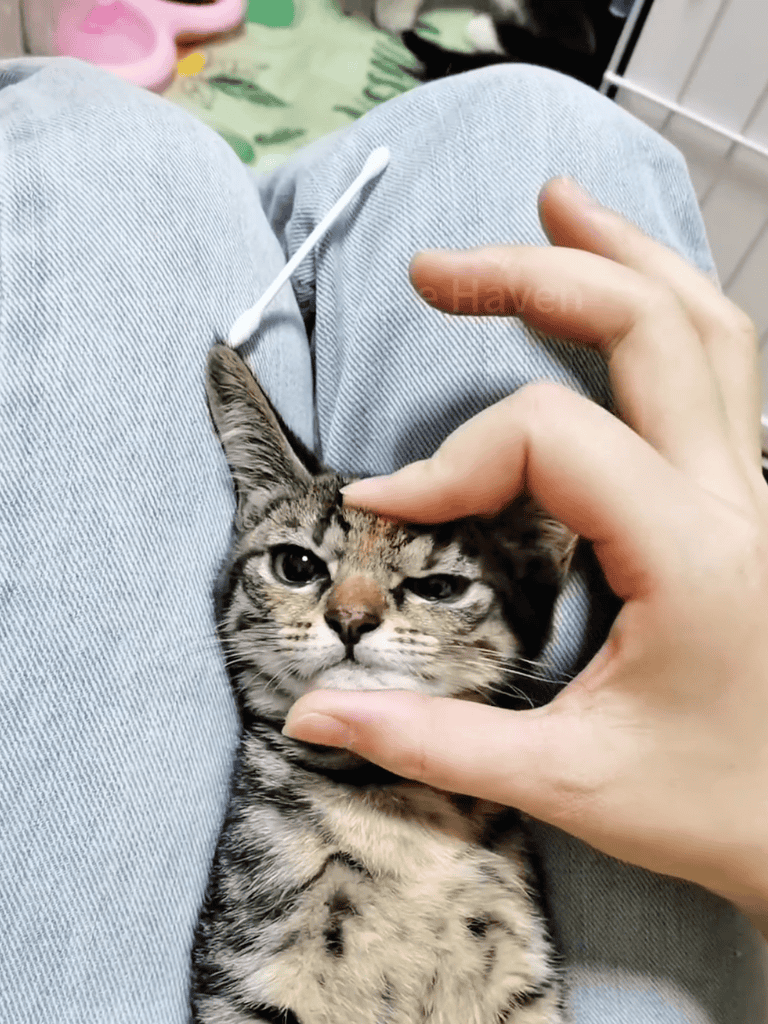 Close-up of a playful tabby kitten receiving a soothing head stroke from a person.
