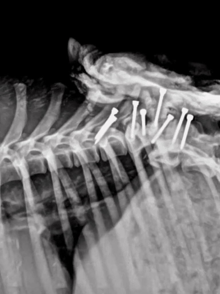 X-ray of dog with spinal injuries and metal screws for stabilization.