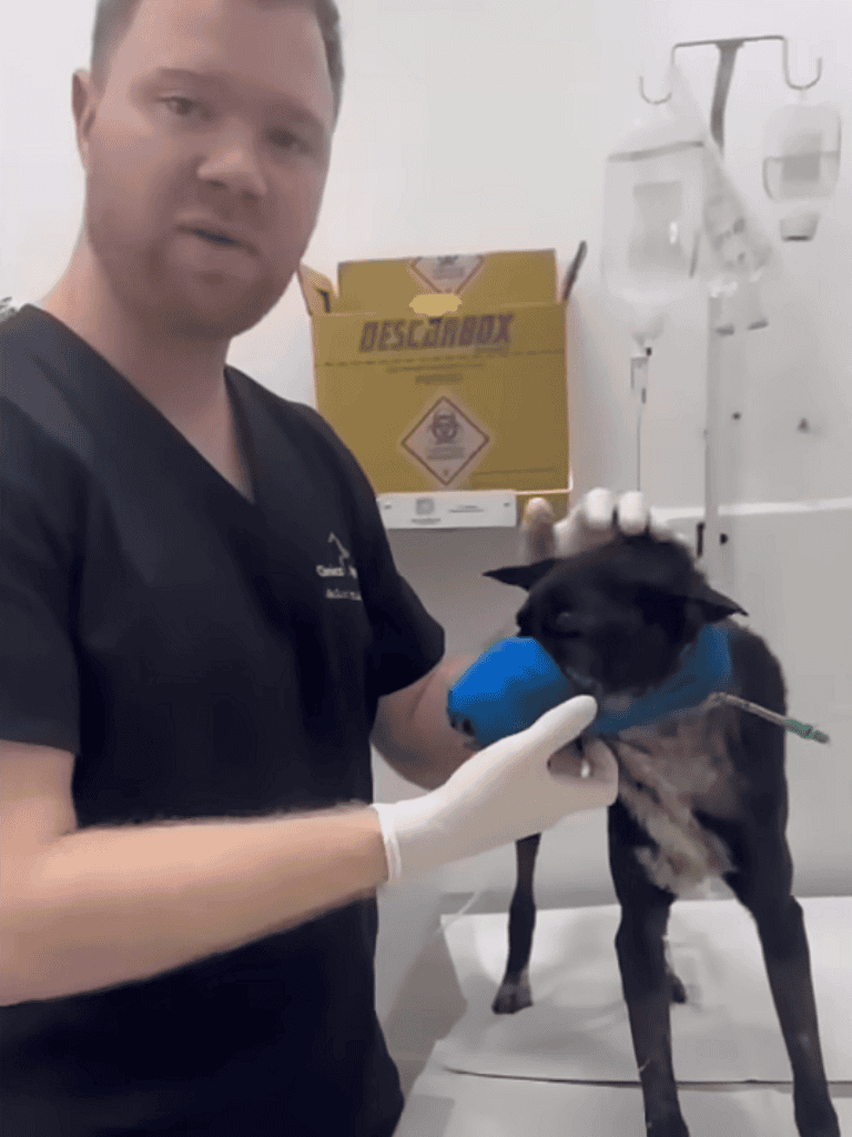 High-quality vet care for pet allergies and health diagnostics.