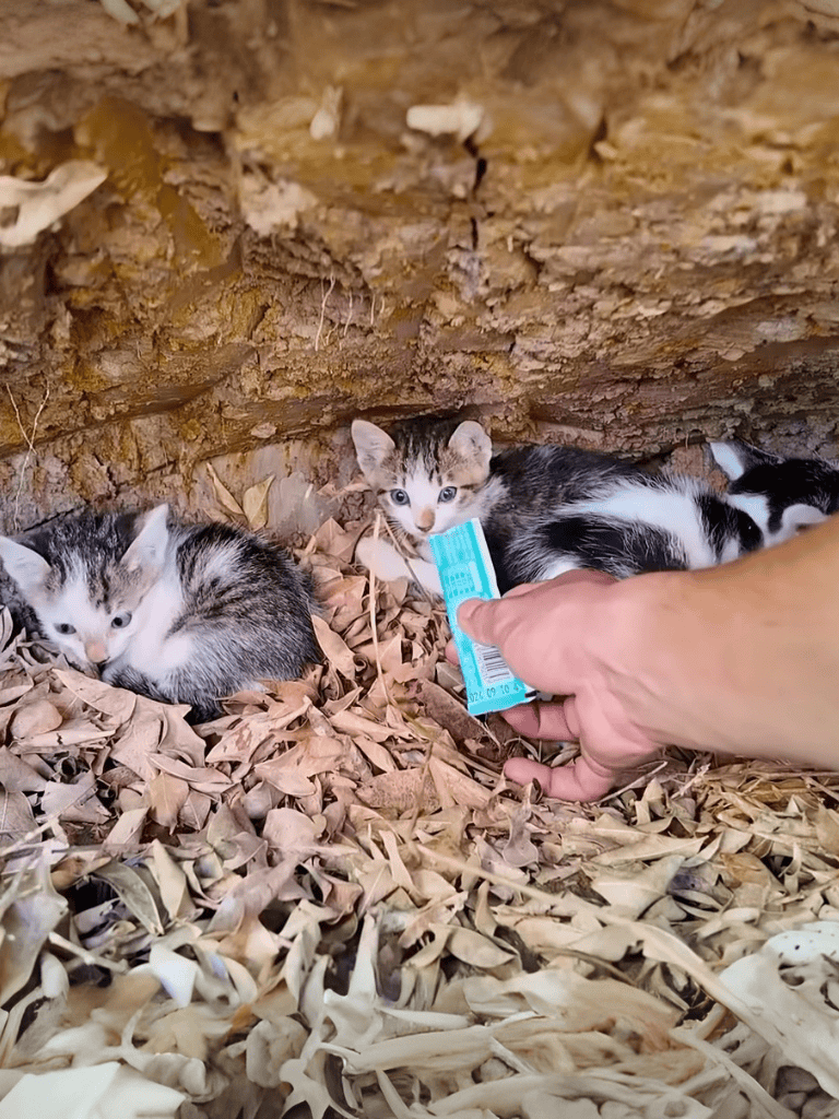 Adorable kittens in cozy hideout, provided with food and comfort.