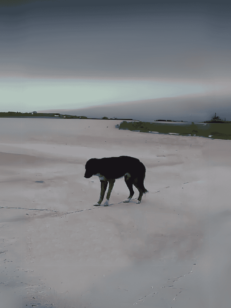 Dog on a sandy beach during sunset with a vast ocean in the background.