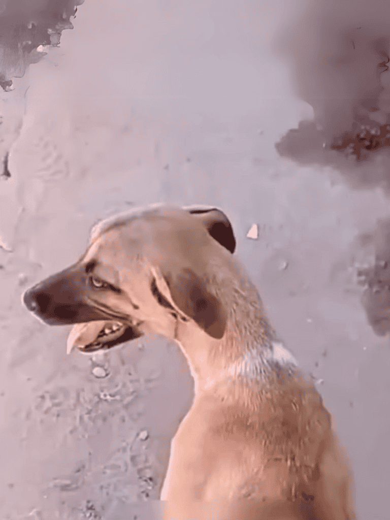 Cute dog fixing problem, showing playful rescue behavior with an expressive face.