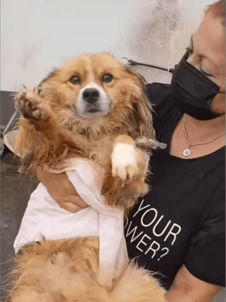 Dogfix.com veterinary grooming services.