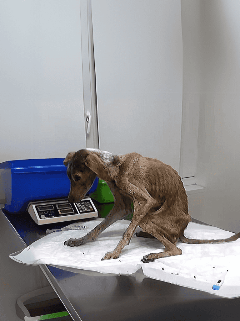 Dog on examination table at veterinary clinic for health assessment.