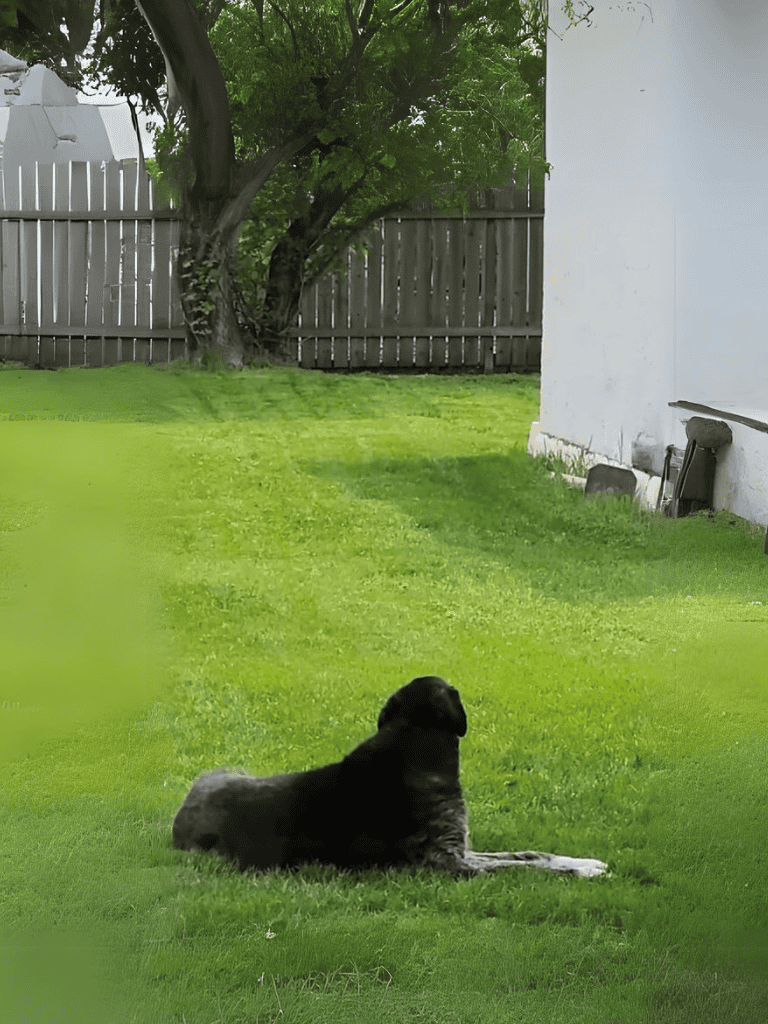 Dog lying on lush green lawn, perfect for outdoor play and relaxation.