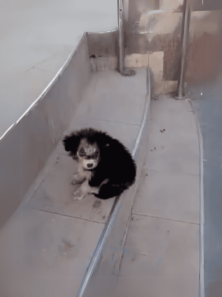 Adorable husky puppy sitting indoors, looking at the camera, in an animal shelter environment.