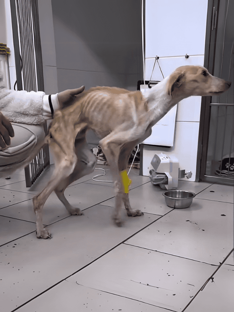 ALT: Dog being examined at veterinary clinic with leg bandage, showing health care and treatment for dogs.