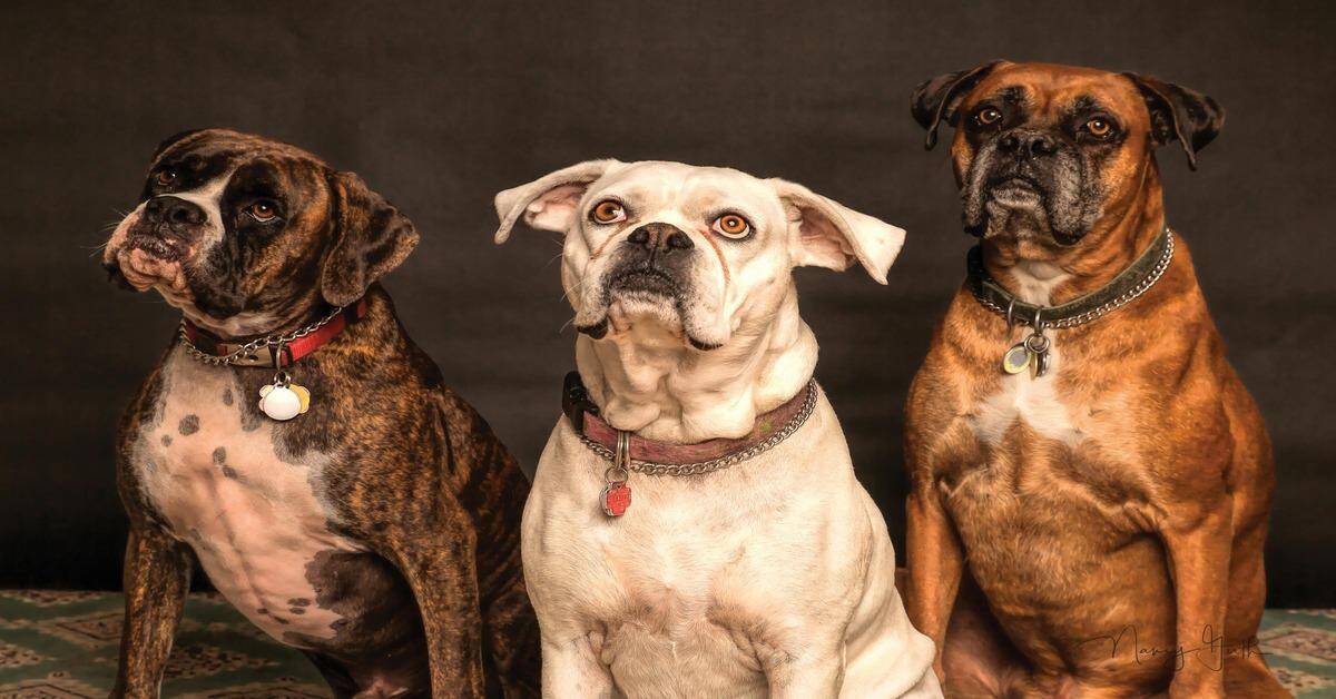 Adorable trio of Bulldogs, featuring their unique brindle and fawn coats, showcasing dog grooming and care services.