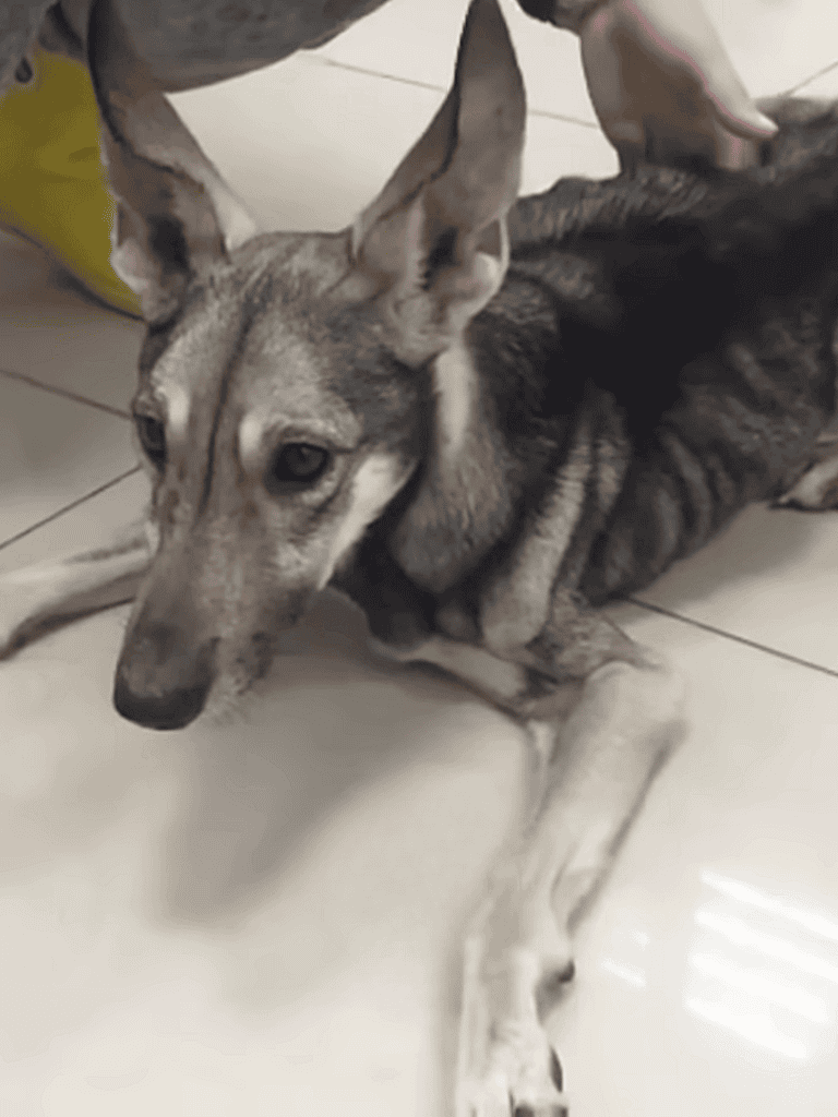 Cute Shepherd Mix Dog Lying Down.