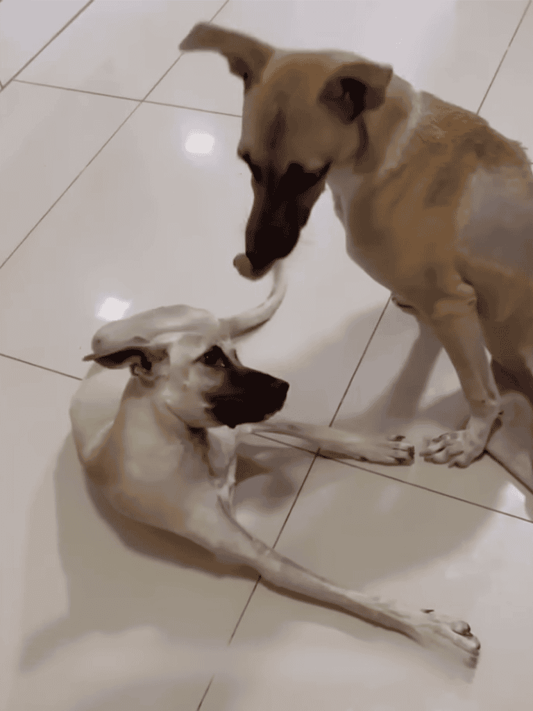 Two dogs playing with a rope on tiled floor, showcasing friendship and fun.