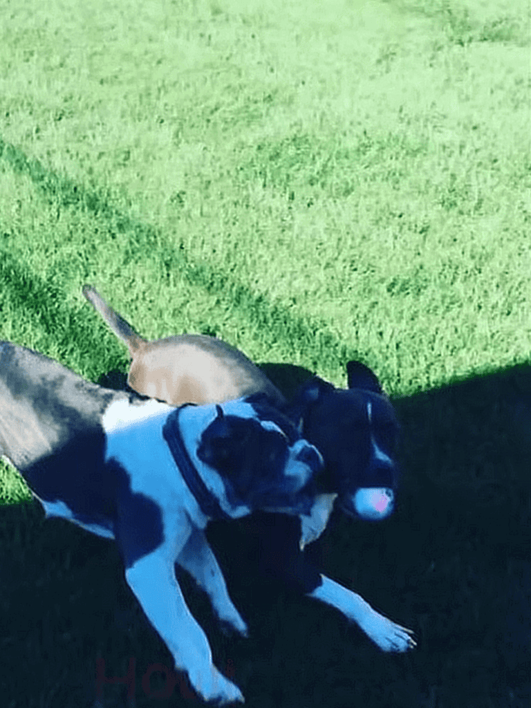 Cute puppies playing outdoors on green grass, enjoying fresh air and companionship.