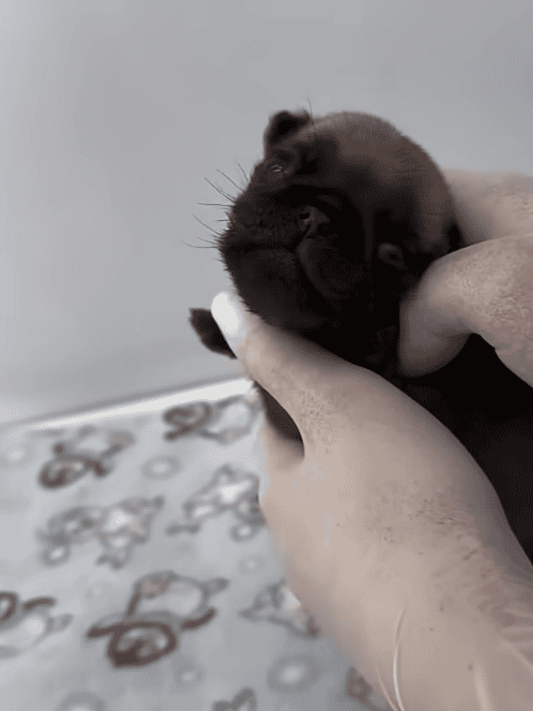 Adorable black puppy's first bath at Dogfix, ensuring gentle grooming and health.