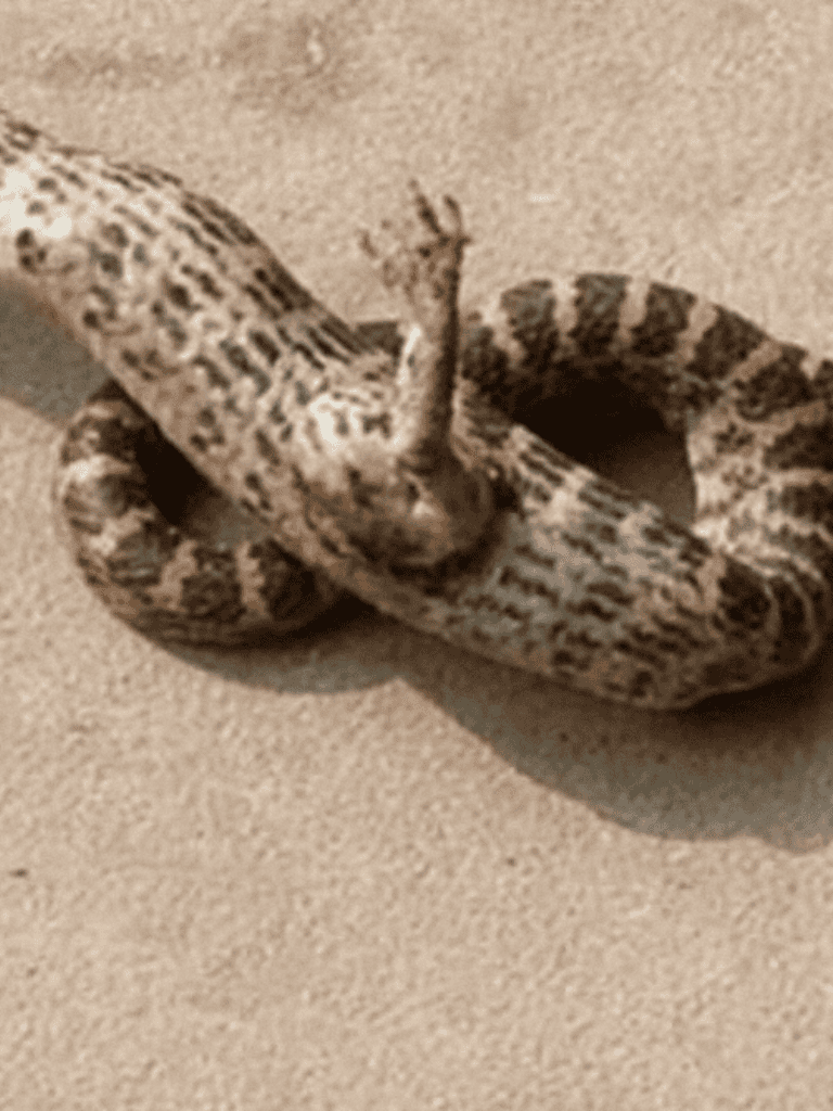 Non-venomous snake resting on ground, close-up shot of snake's pattern and texture.