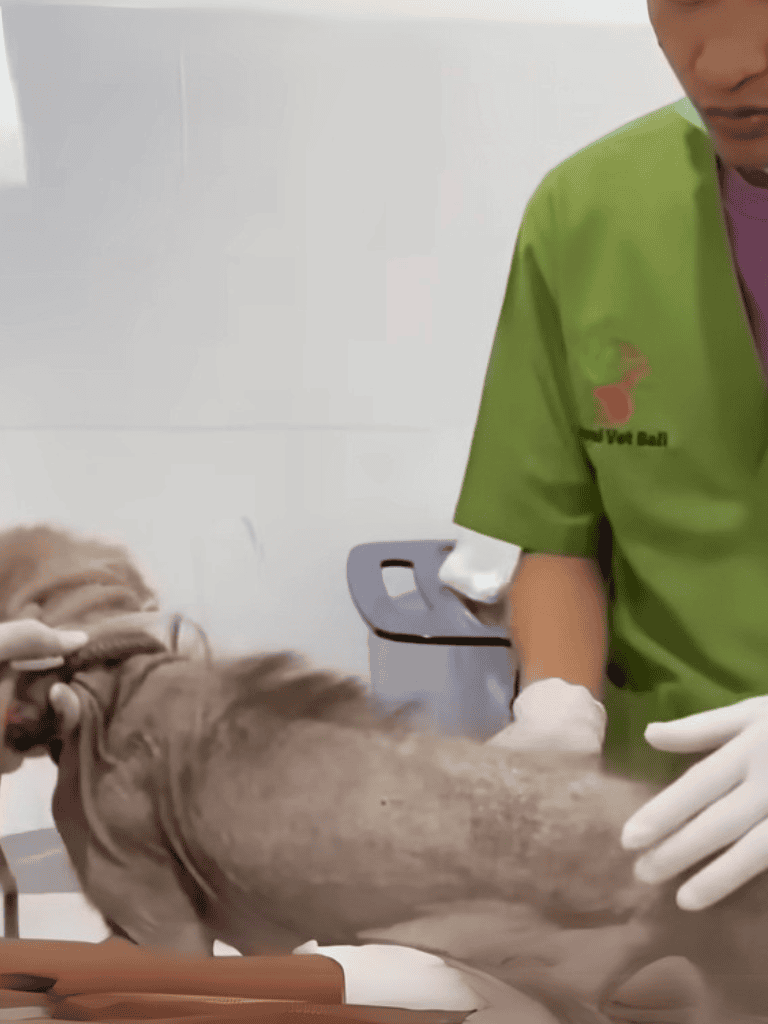 Veterinarian treating dog at animal clinic for health check-up and care.