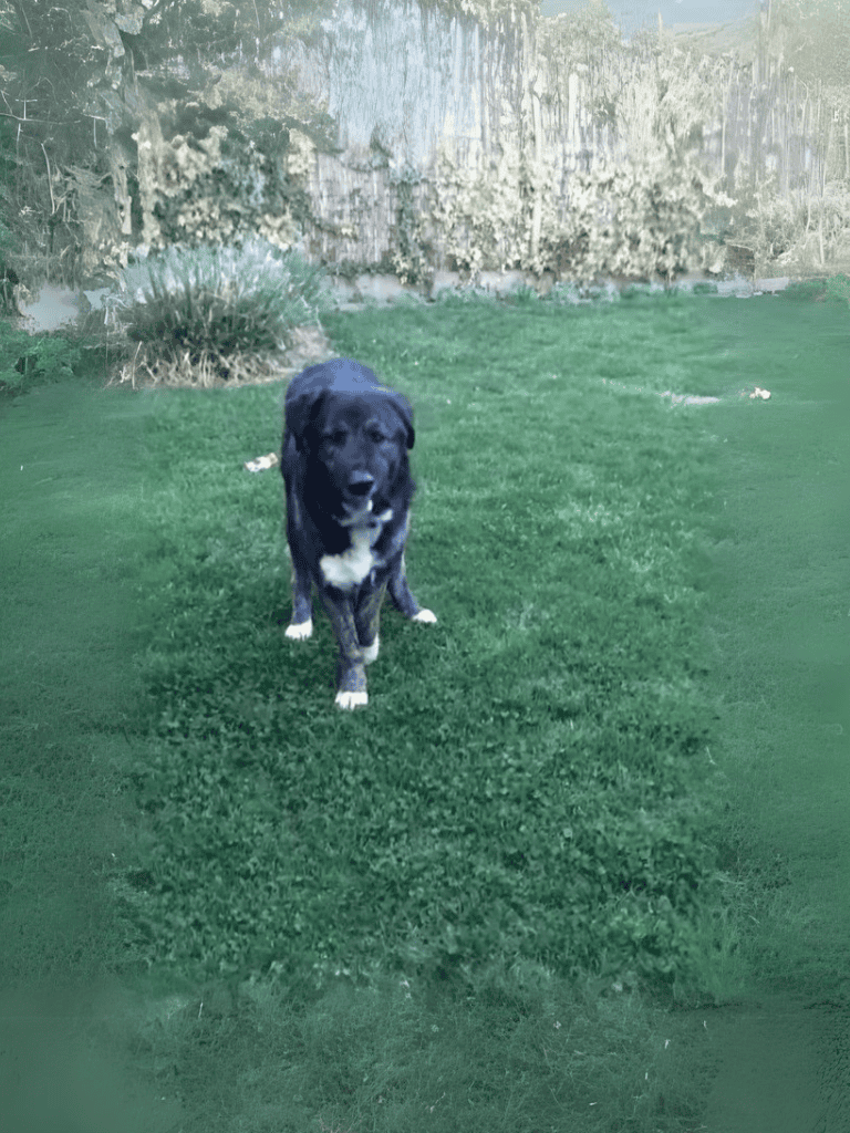 Cute black and white dog on green grass.