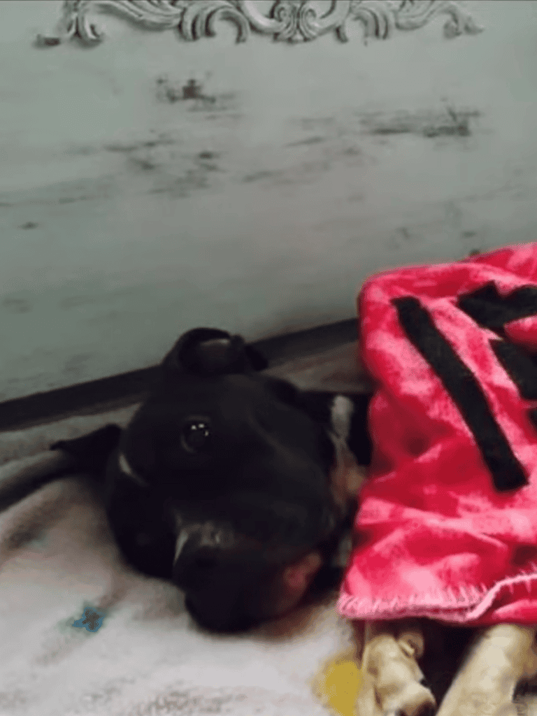 Cute dog resting on soft blanket showcasing pet comfort and relaxation.