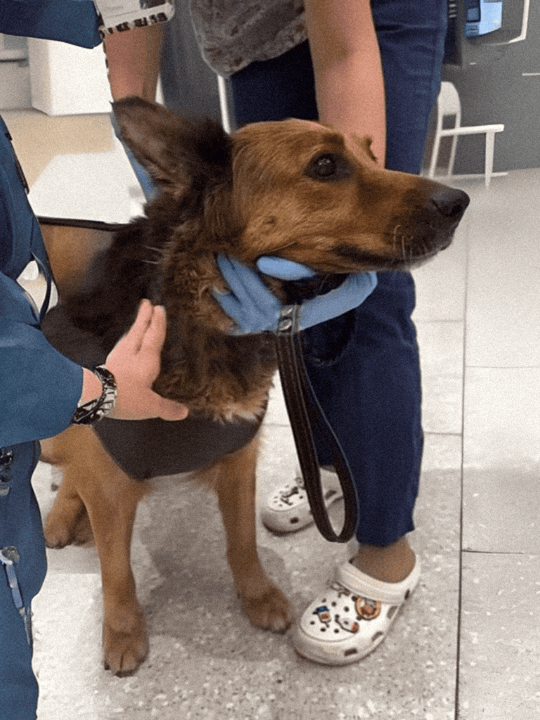 Dog being examined at a veterinary clinic for health inspection.
