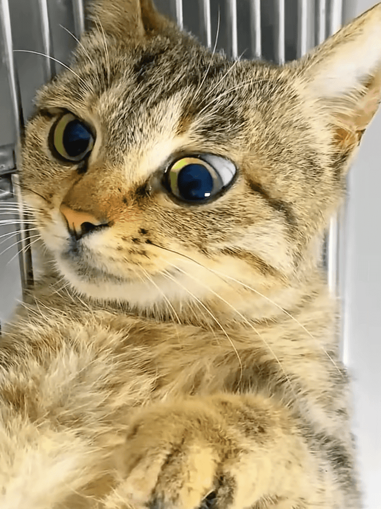 Cute tabby cat in animal shelter, looking curious and friendly, perfect for pet adoption.