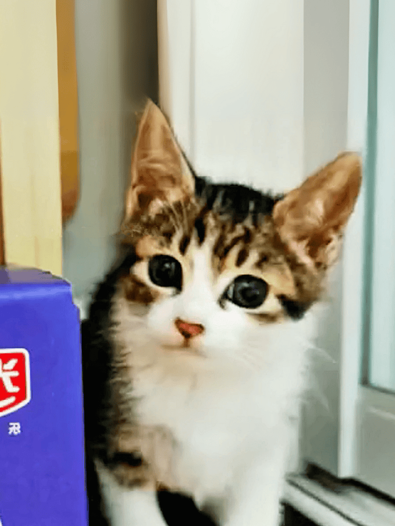 Adorable kitten with bright eyes and fluffy fur, perfect for pet lovers and cat enthusiasts.