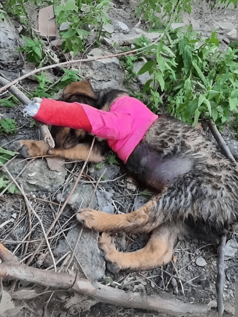 Dog lying on ground with injury, wearing pink sweater, surrounded by debris and greenery.