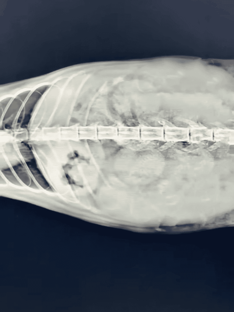 X-ray image of a catheter with visible internal framework and medical device placement.