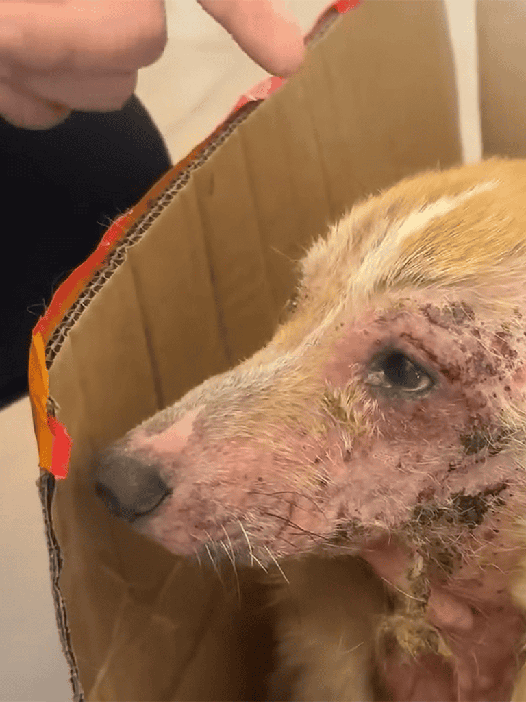 Alt text: Caring for injured dog, vet tending to a traumatized dog with skin injuries and infection.